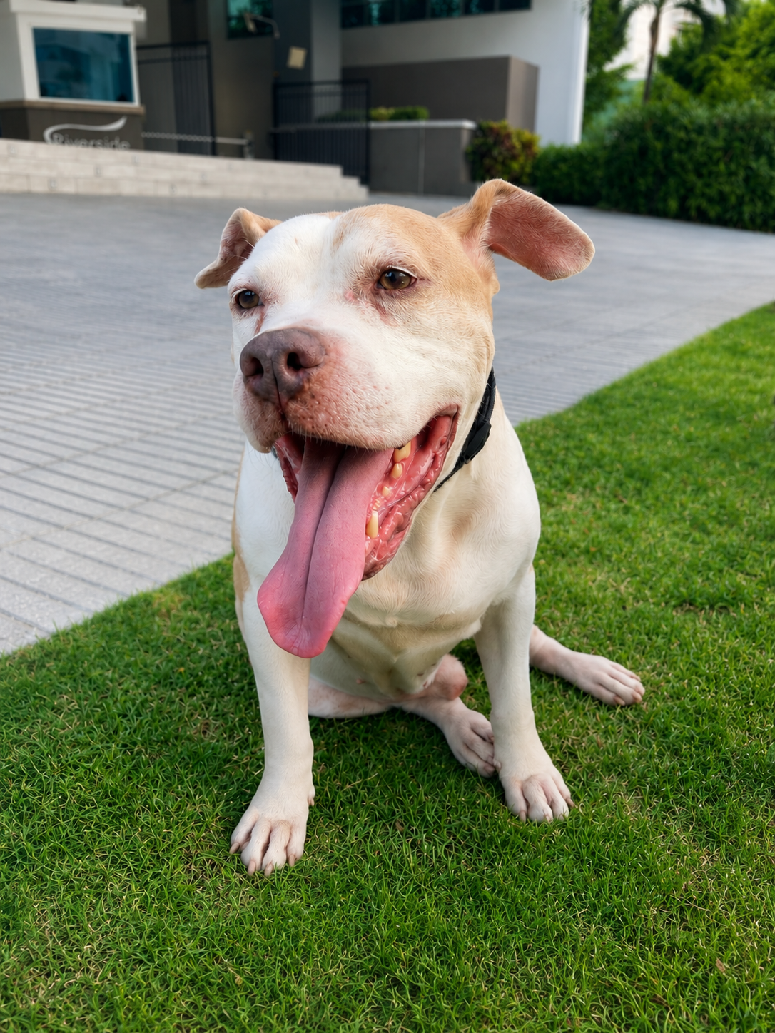 Crixus — el perro que inspiró Crixvet